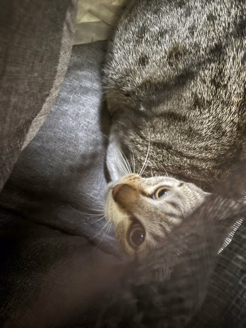 The cat, from the shelter's listing