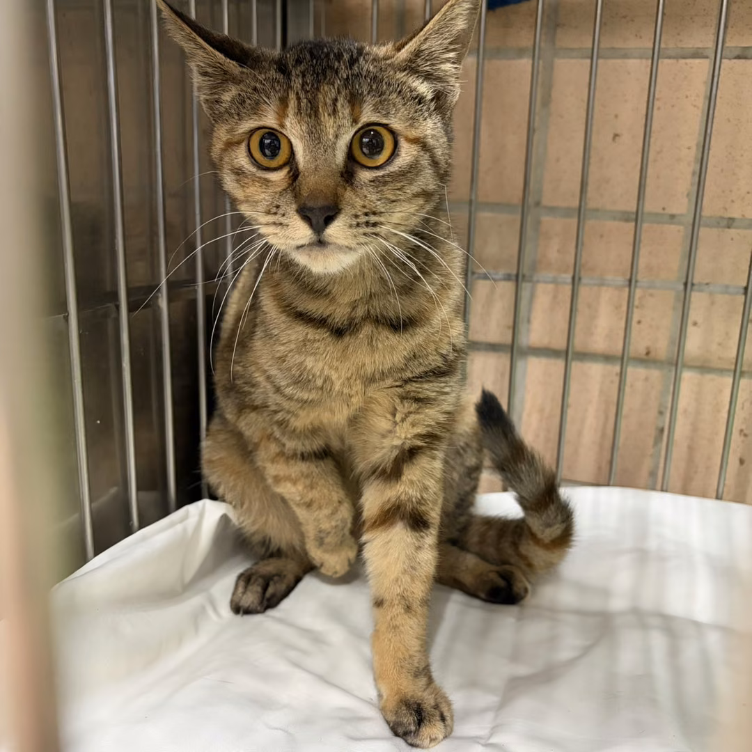 The cat, from the shelter's listing