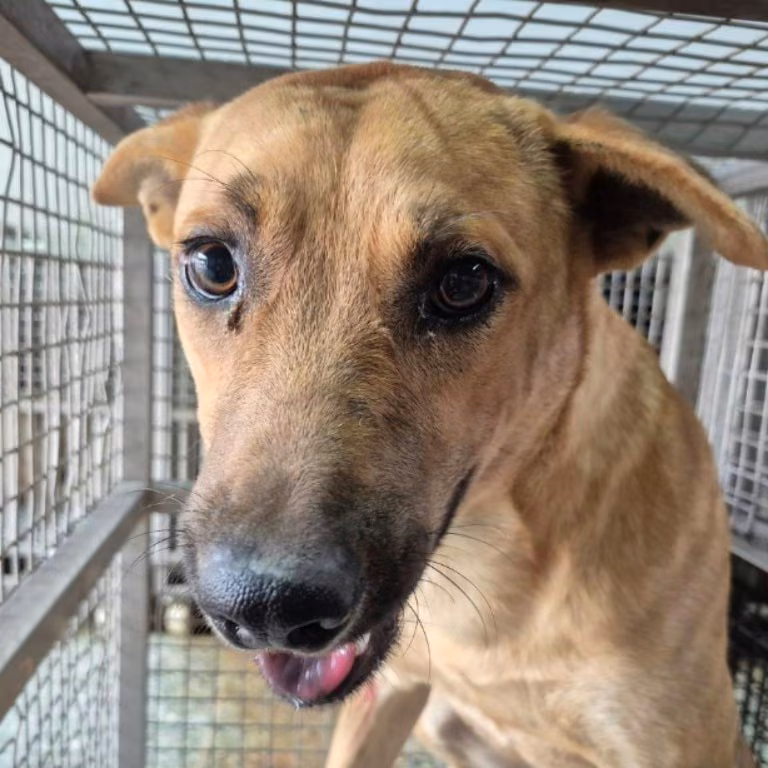 The dog, from the shelter's listing