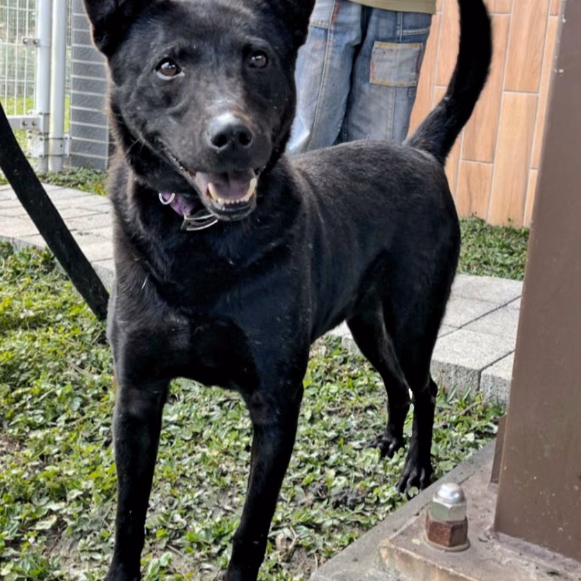 The dog, from the shelter's listing