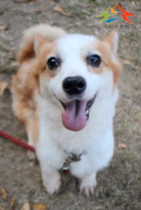 The dog, from the shelter's listing