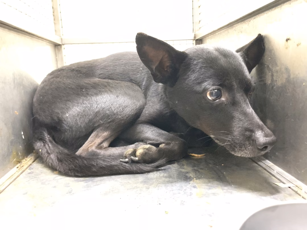 The dog, from the shelter's listing