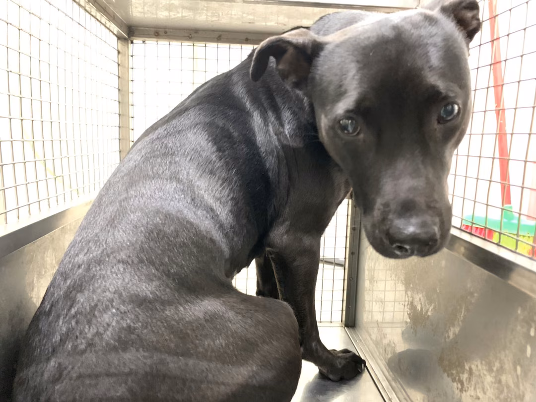 The dog, from the shelter's listing