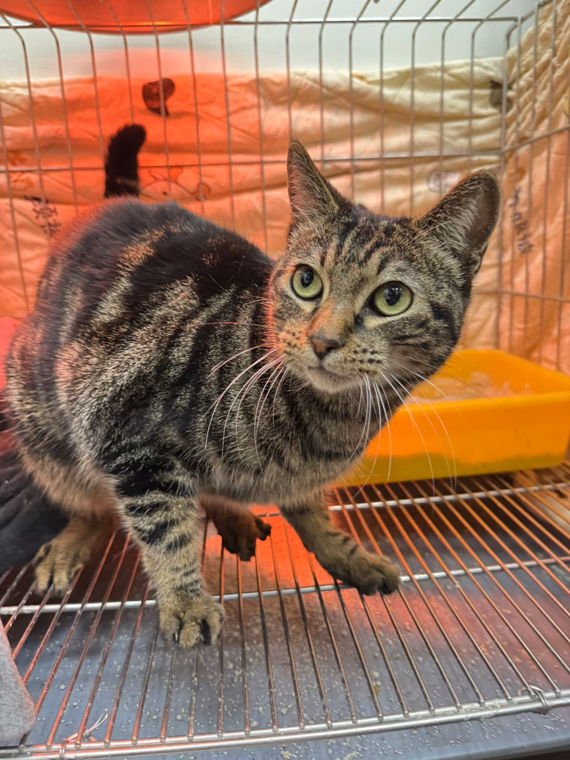 The cat, from the shelter's listing