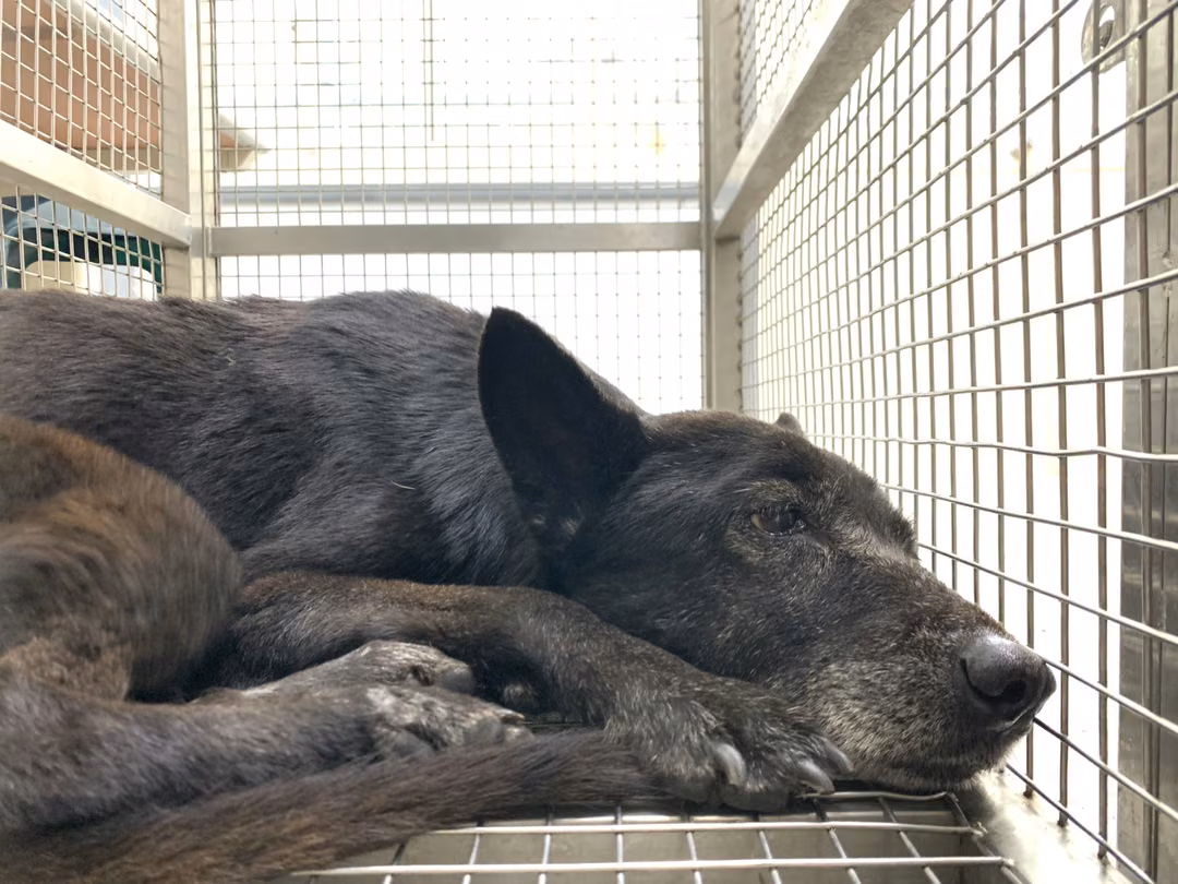 The dog, from the shelter's listing