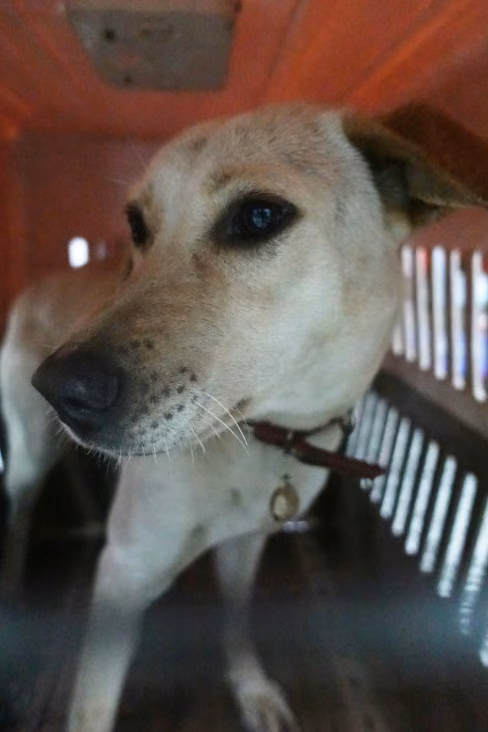 The dog, from the shelter's listing