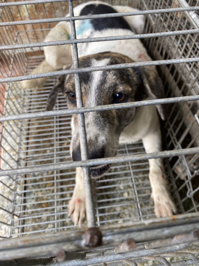 The dog, from the shelter's listing