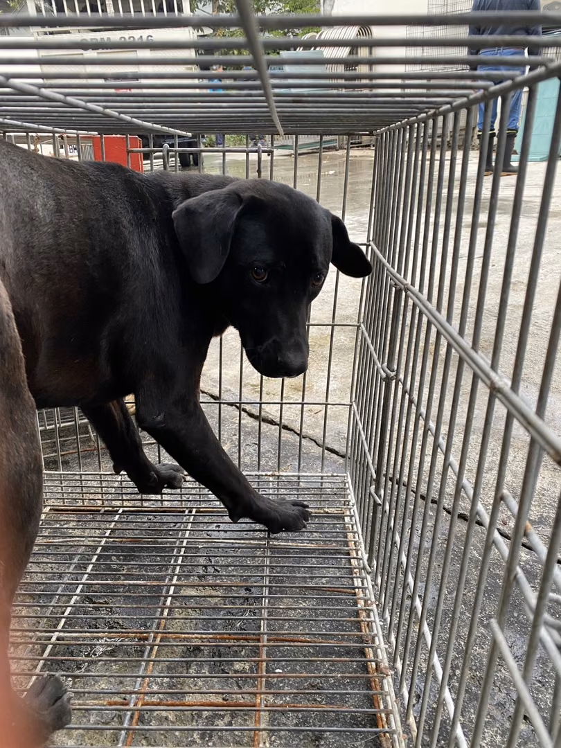The dog, from the shelter's listing