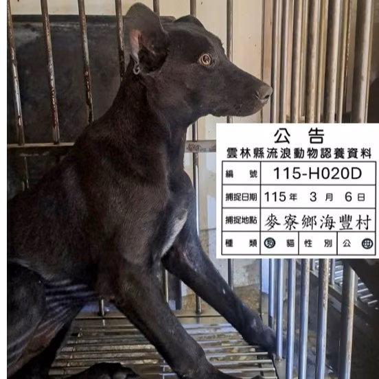 The dog, from the shelter's listing
