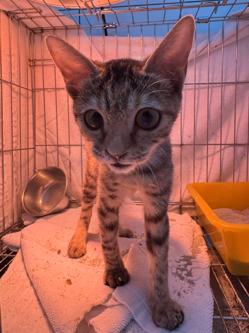 The cat, from the shelter's listing