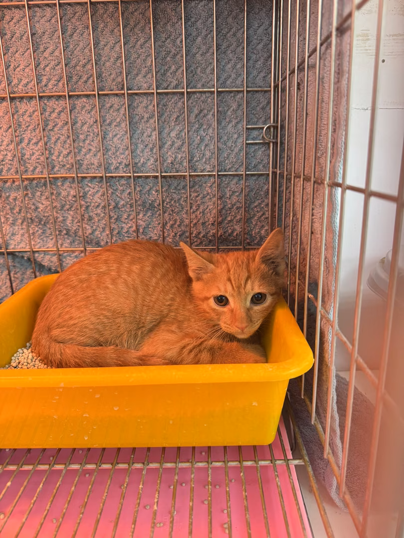 The cat, from the shelter's listing