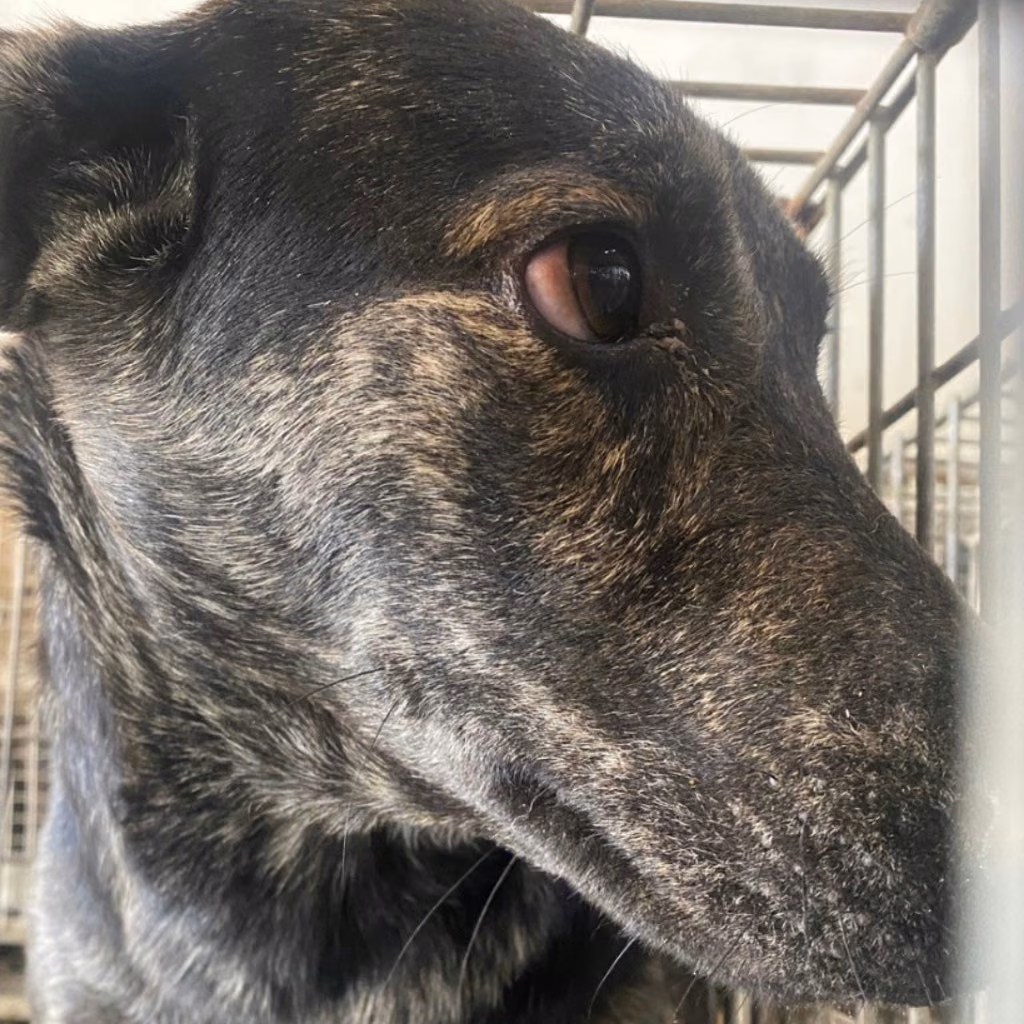 The dog, from the shelter's listing