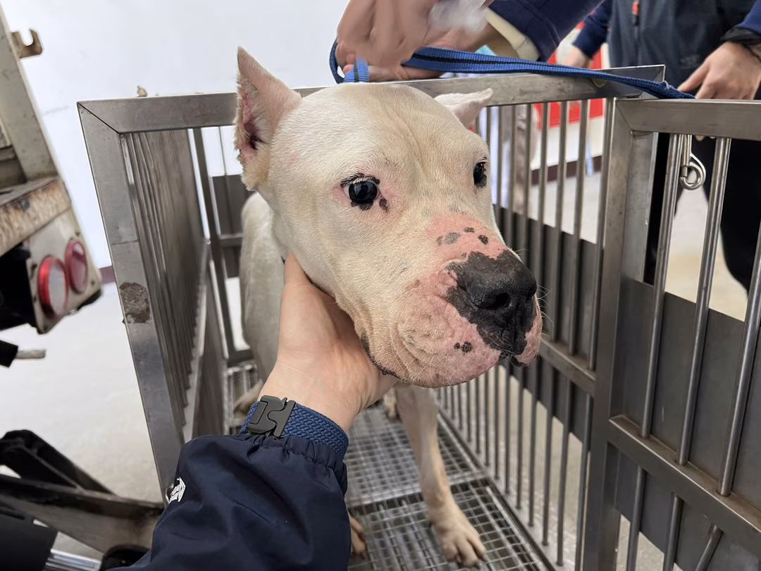 The dog, from the shelter's listing