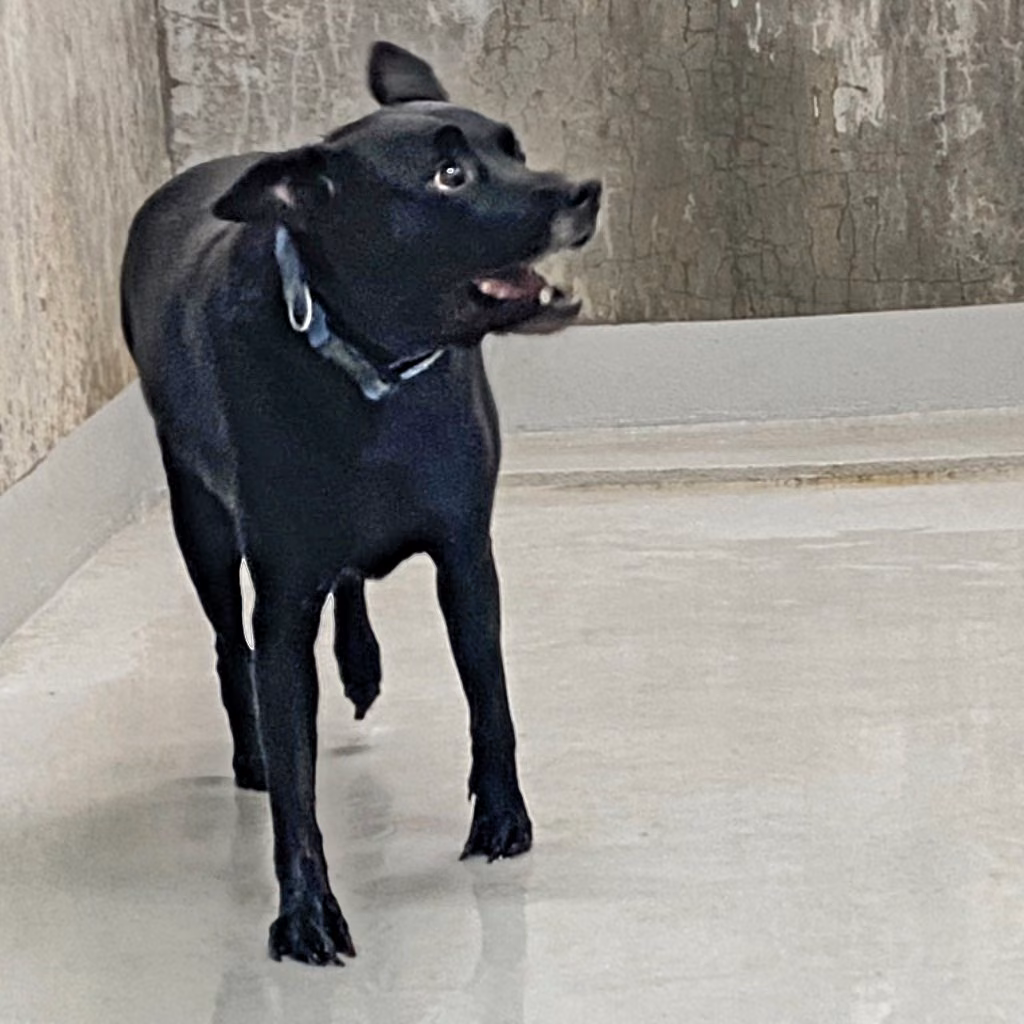 The dog, from the shelter's listing