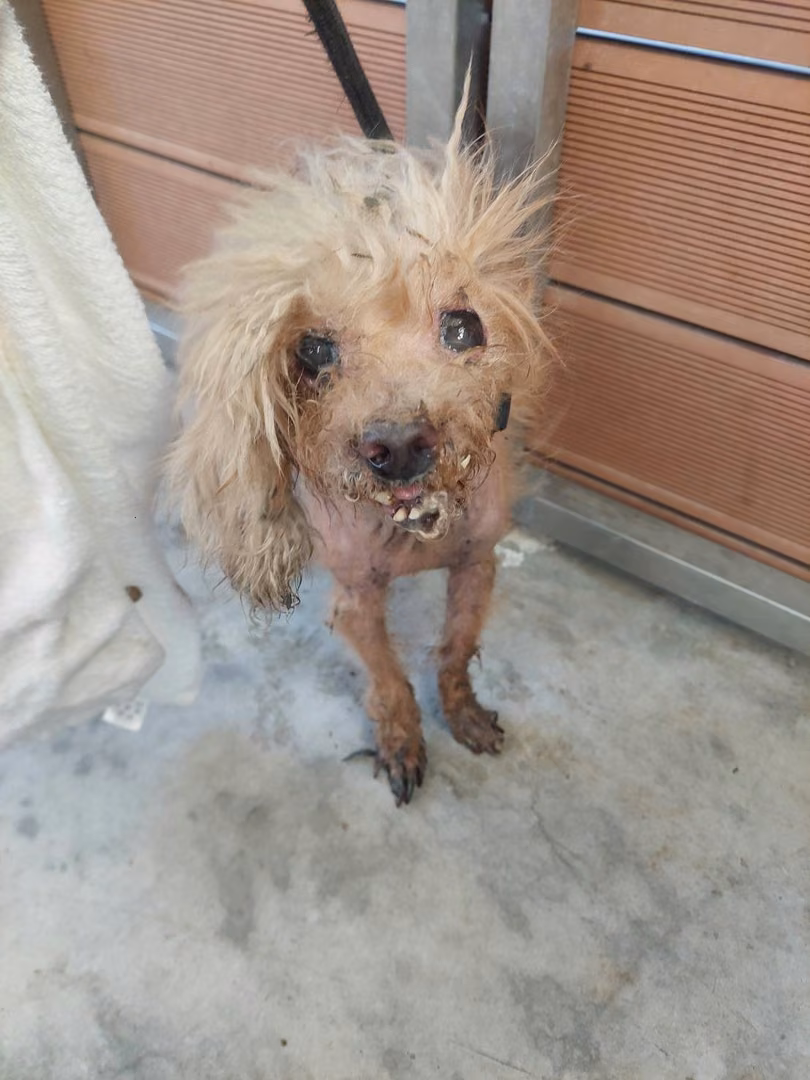 The dog, from the shelter's listing