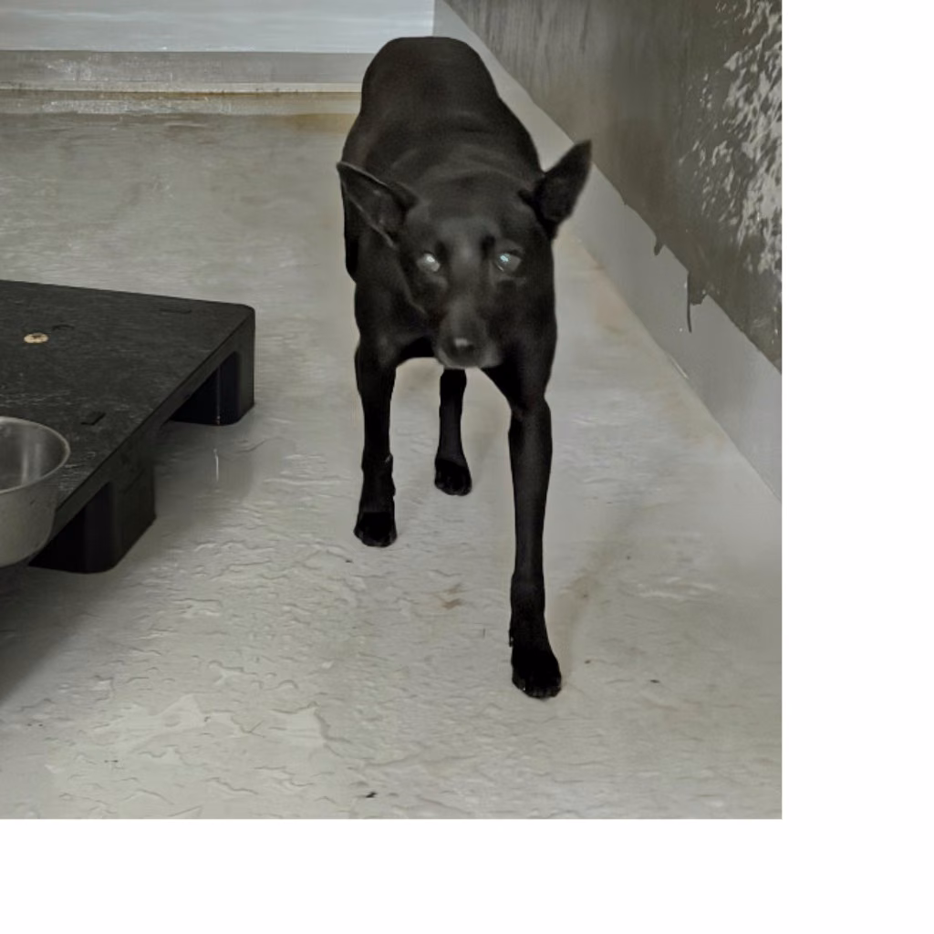 The dog, from the shelter's listing