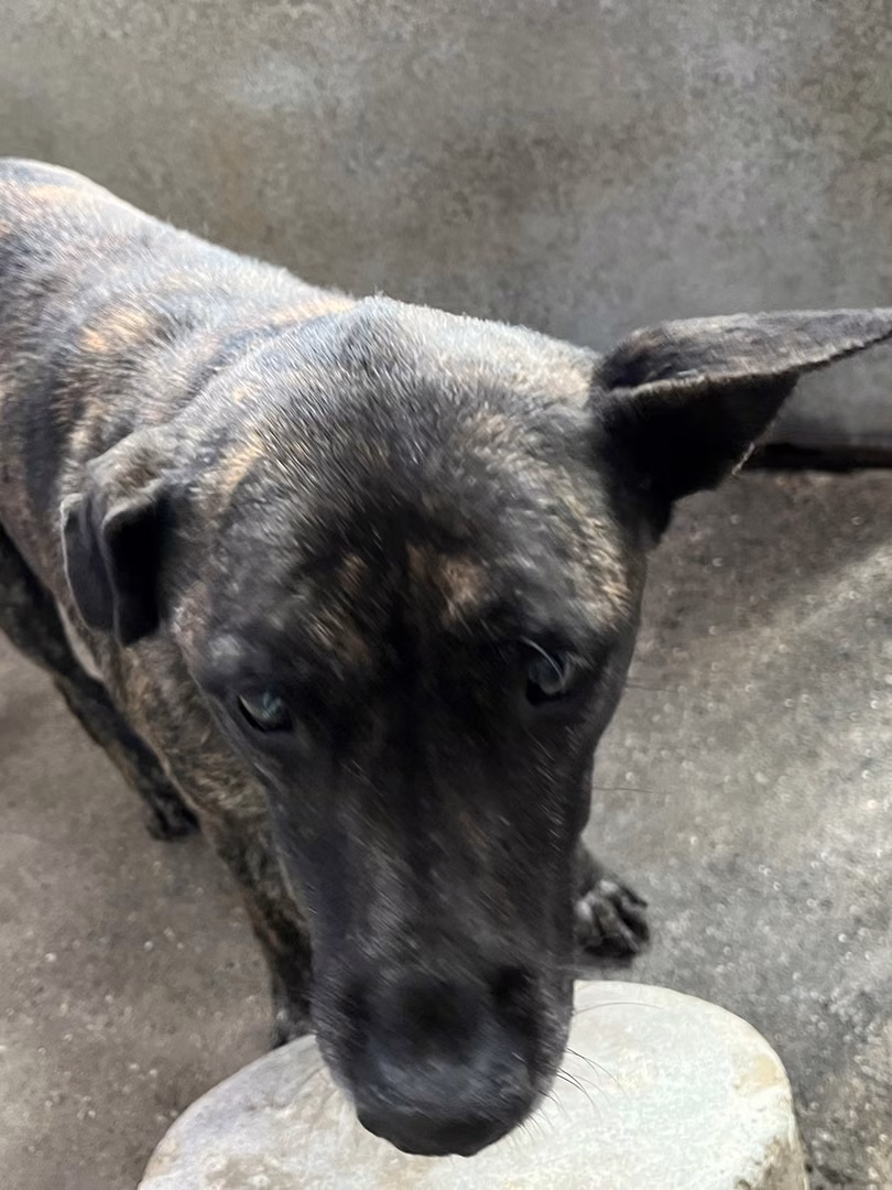 The dog, from the shelter's listing