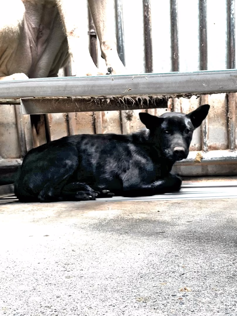 The dog, from the shelter's listing
