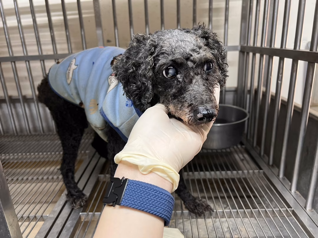 The dog, from the shelter's listing
