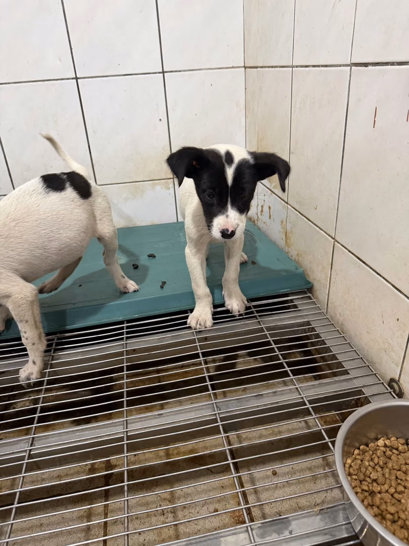 The dog, from the shelter's listing