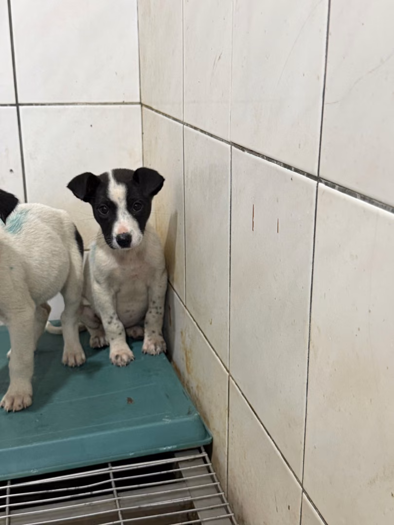 The dog, from the shelter's listing