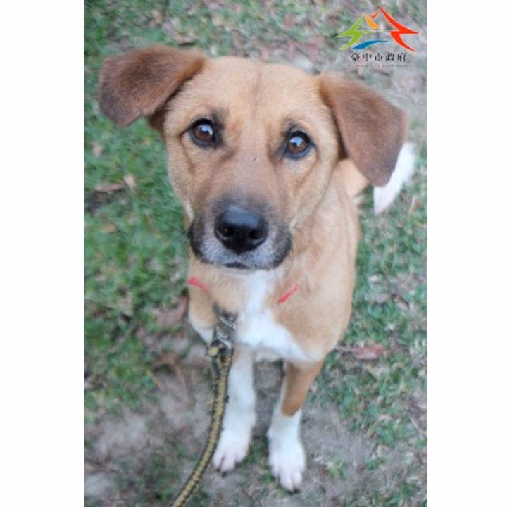 The dog, from the shelter's listing