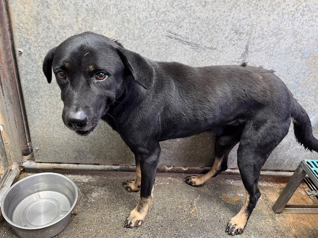 The dog, from the shelter's listing