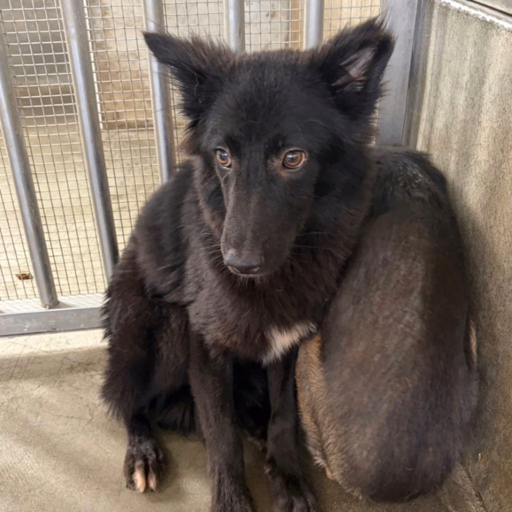 The dog, from the shelter's listing