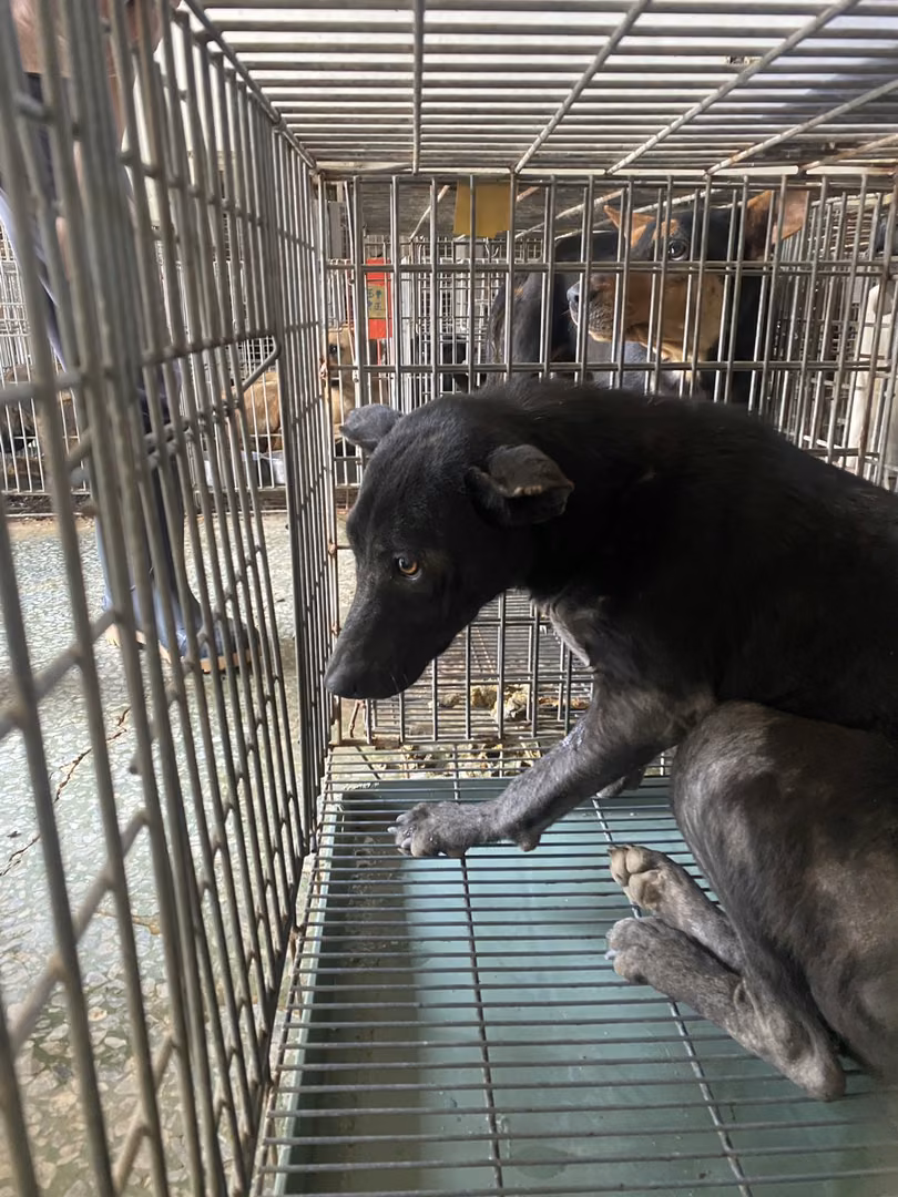 The dog, from the shelter's listing