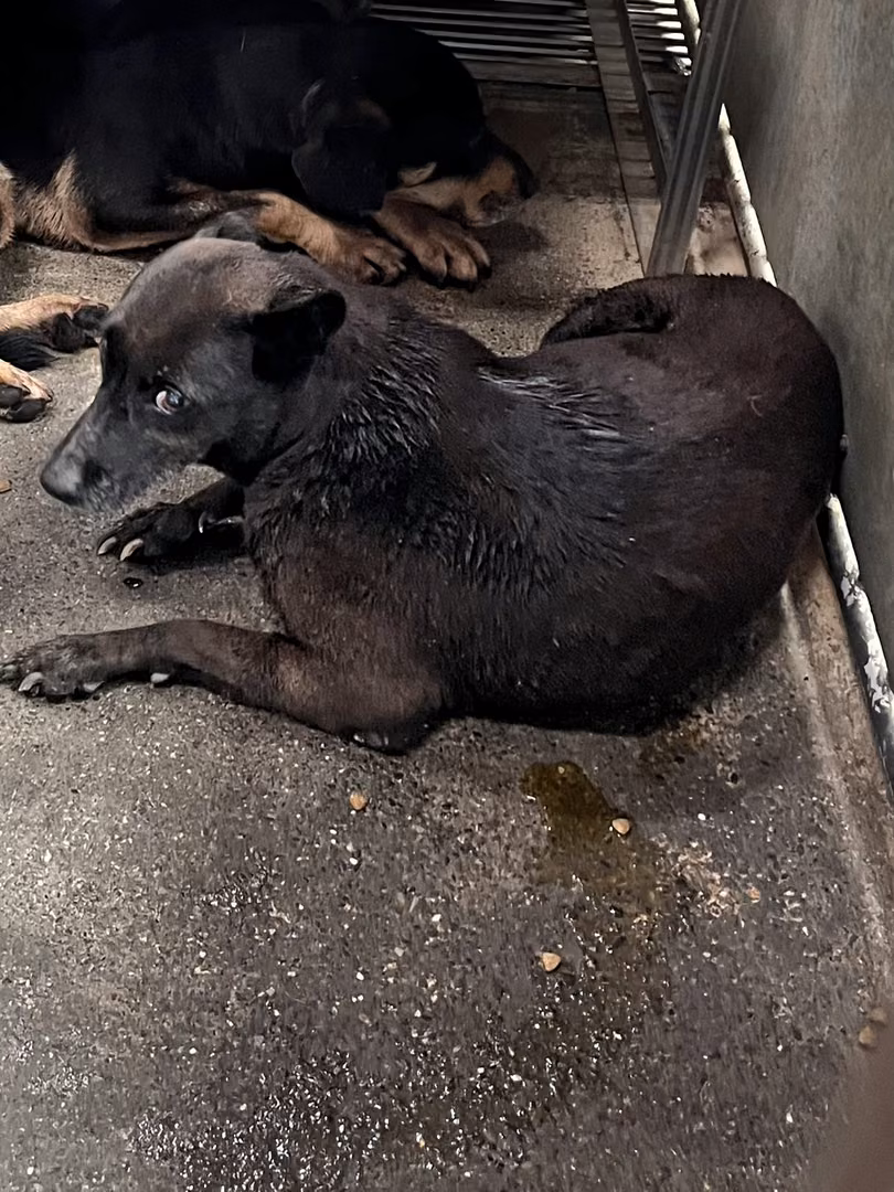 The dog, from the shelter's listing