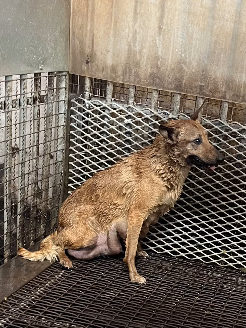 The dog, from the shelter's listing
