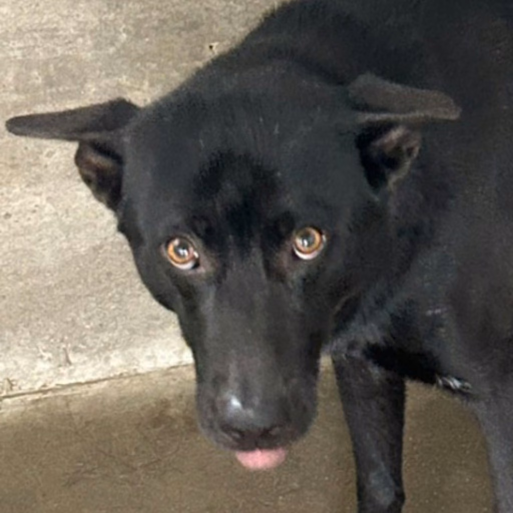 The dog, from the shelter's listing