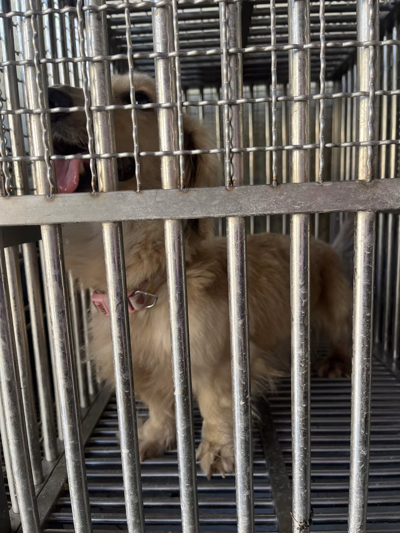 The dog, from the shelter's listing