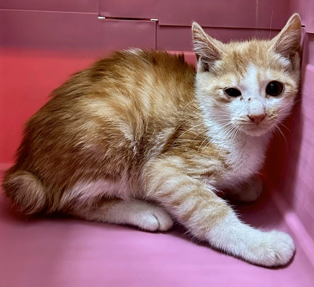 The cat, from the shelter's listing