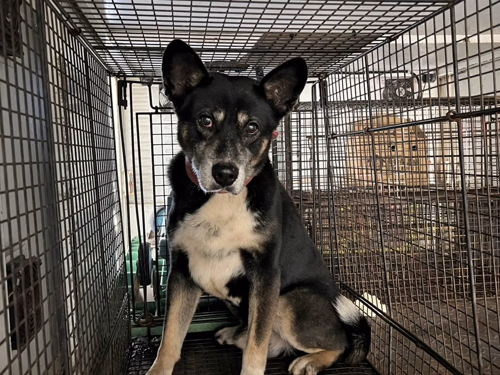 The dog, from the shelter's listing