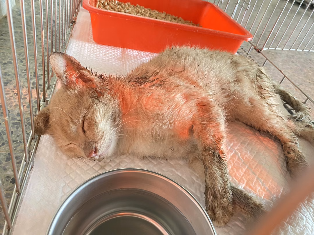 The cat, from the shelter's listing