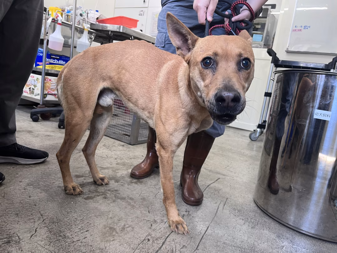 The dog, from the shelter's listing