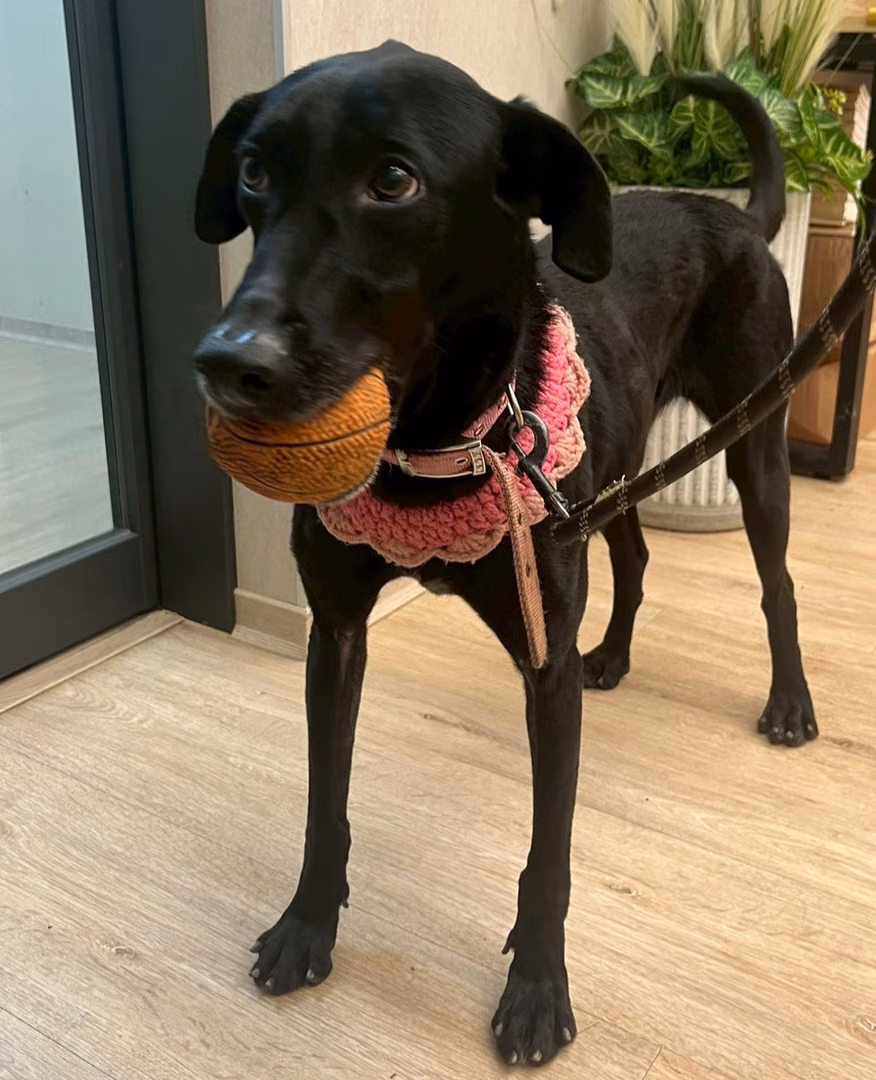 The dog, from the shelter's listing