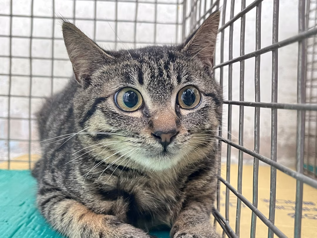 The cat, from the shelter's listing