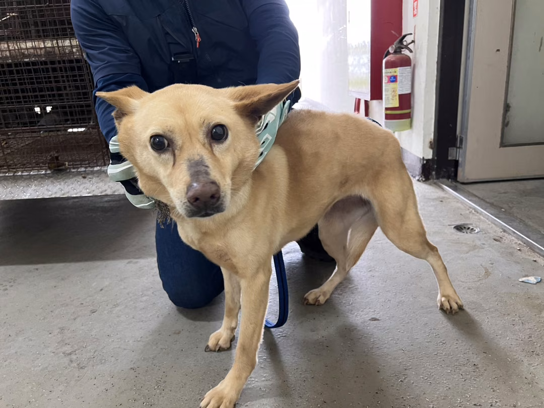 The dog, from the shelter's listing