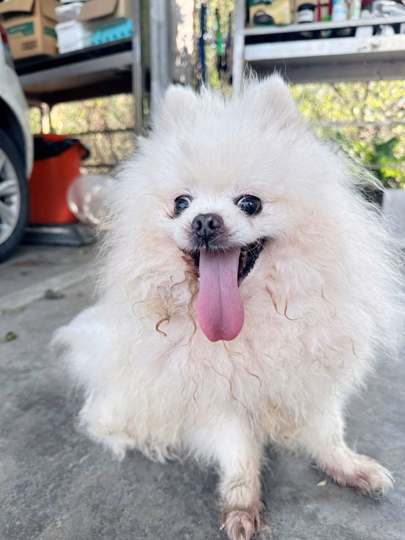 The dog, from the shelter's listing