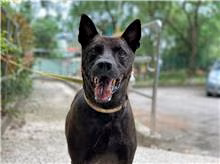The dog, from the shelter's listing