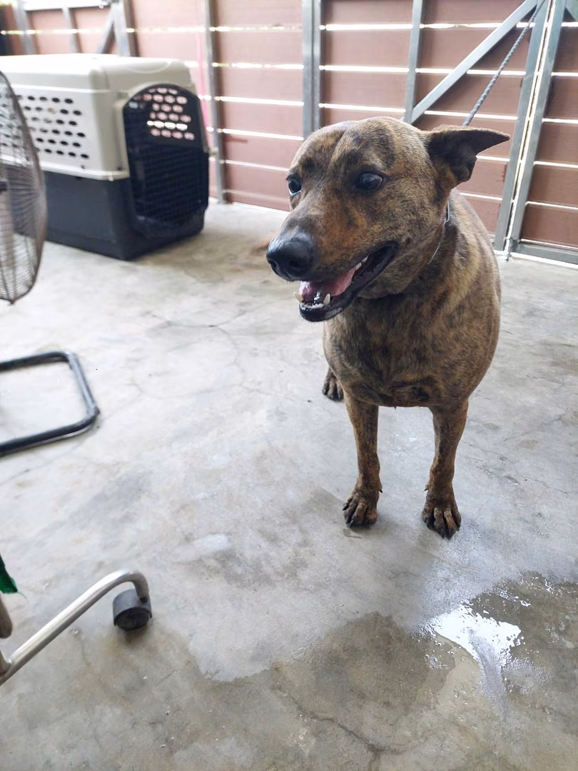 The dog, from the shelter's listing