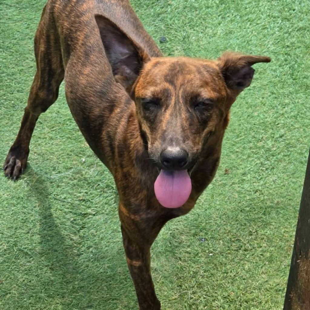 The dog, from the shelter's listing