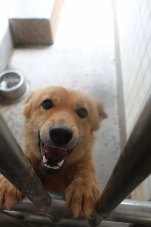 The dog, from the shelter's listing