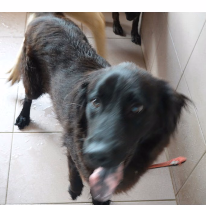 The dog, from the shelter's listing