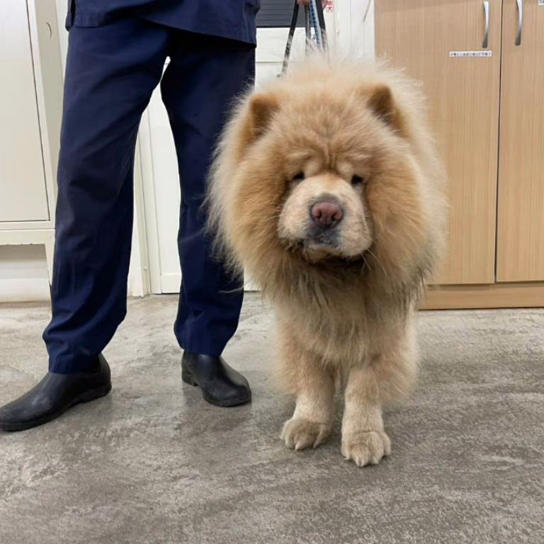 The dog, from the shelter's listing
