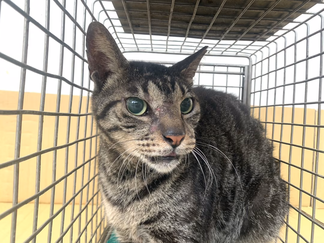 The cat, from the shelter's listing
