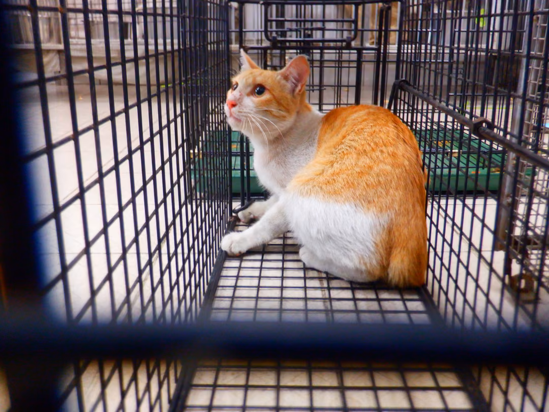 The cat, from the shelter's listing