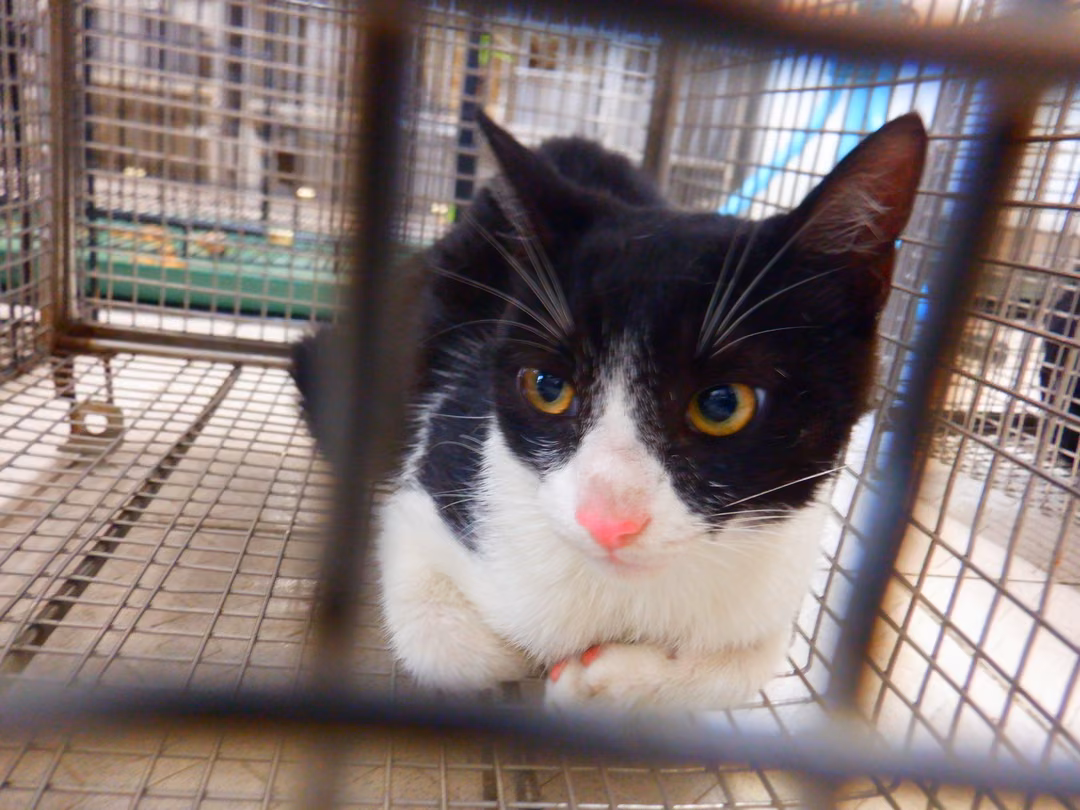 The cat, from the shelter's listing